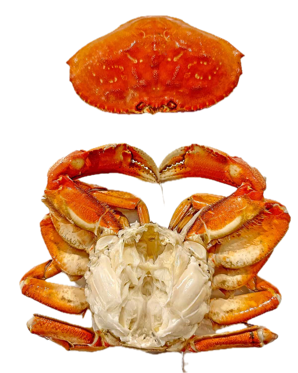 Live Dungeness Crab