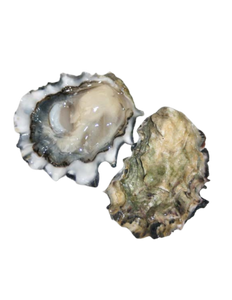 Cortes Gold Petite Oyster