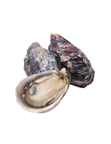 Kusshi Oyster