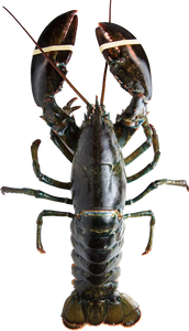 Live Atlantic Lobster