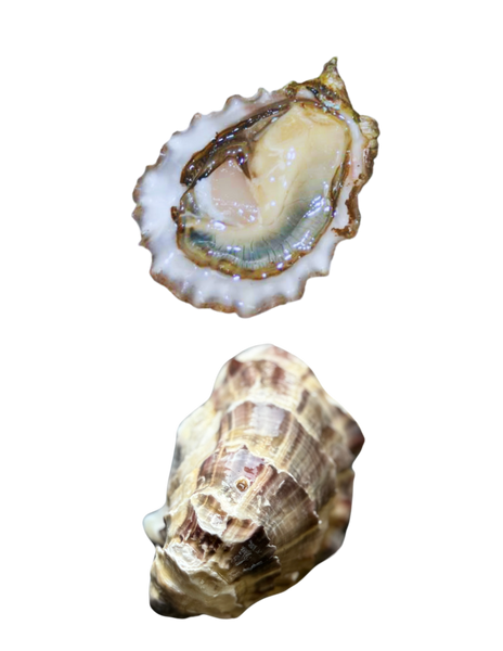 Chef Creek Oyster