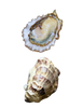 Chef Creek Oyster