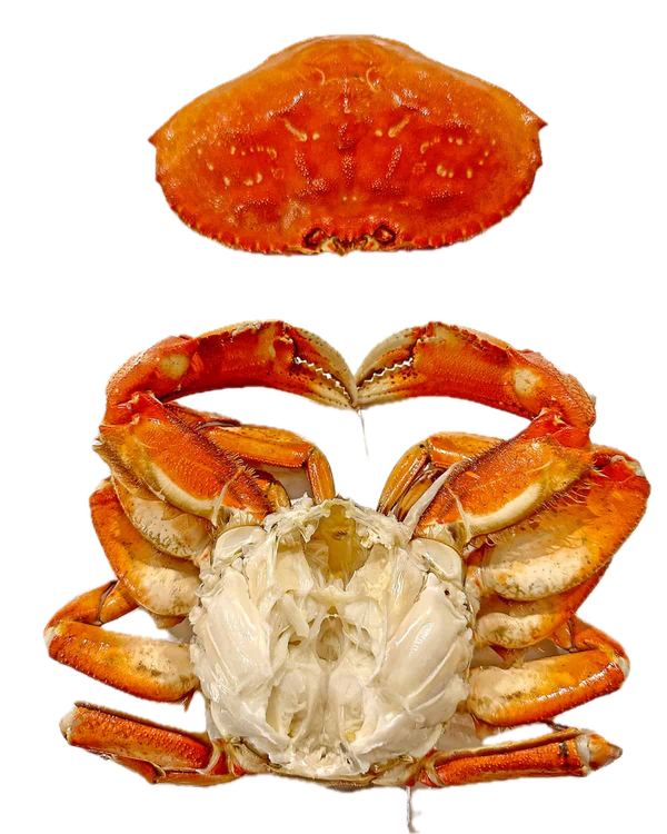1.5 lb - Live - Cleaned & Keep the Empty Top Shell