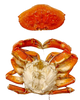 Live Dungeness Crab