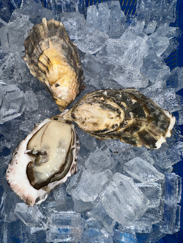 Small Tray Oysters