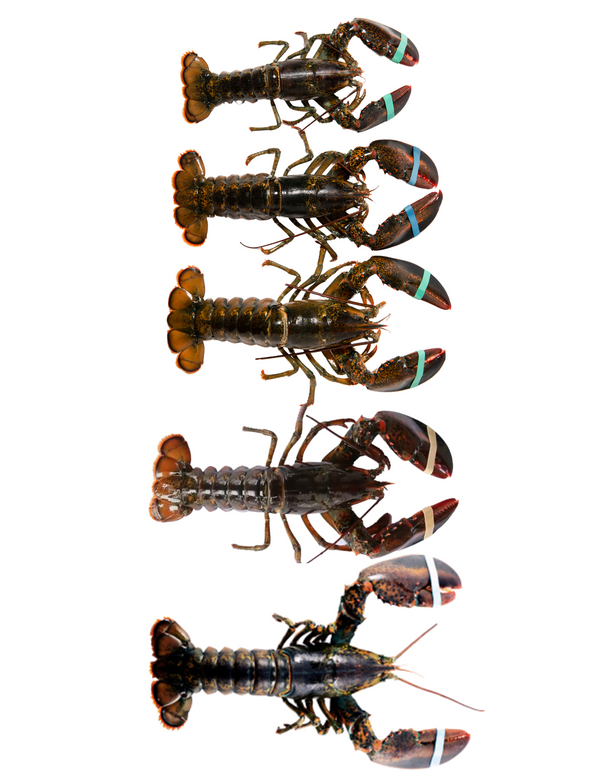 Live Atlantic Lobster