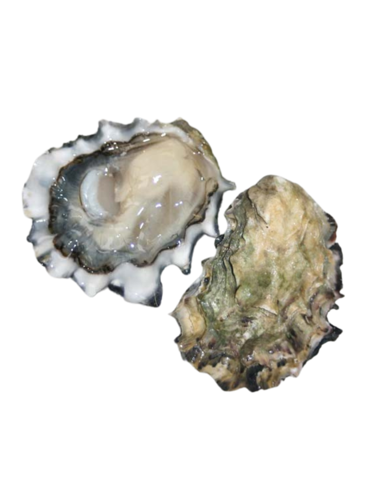Cortes Gold Petite Oyster
