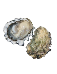 Cortes Gold Petite Oyster - Available