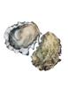 Cortes Gold Petite Oyster - Available