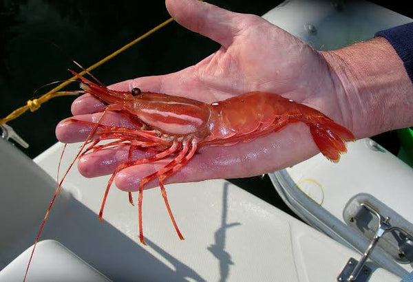 Spot Prawns Pre-Order | Limited Time Only ·  May 5-15
