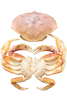 Live Dungeness Crab