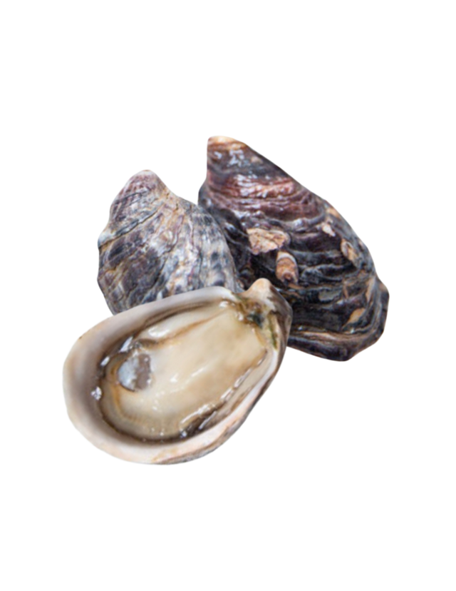 Kusshi Oyster