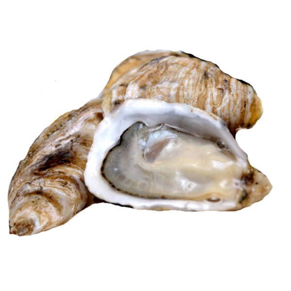Nite Pearl Oyster