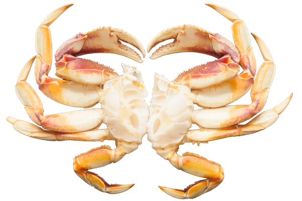 1.5 lb - 1.75 lb UNCOOKED - Cleaned & No Empty Top Shell