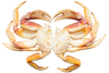 Live Dungeness Crab