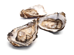 Small Beach Oyster