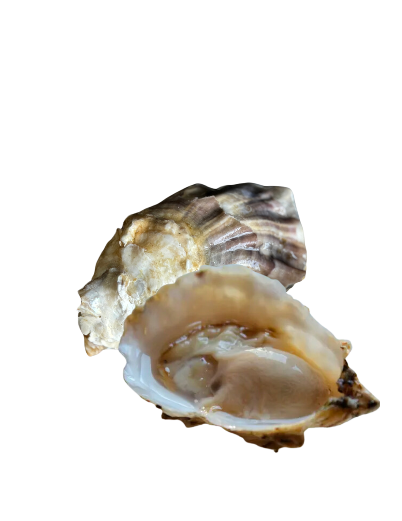 Paradise Oyster