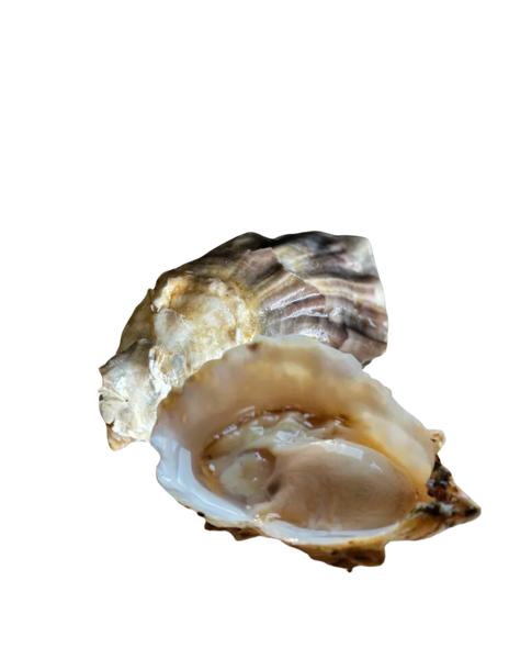 Paradise Oyster