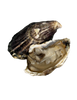 Royal Miyagi Oyster