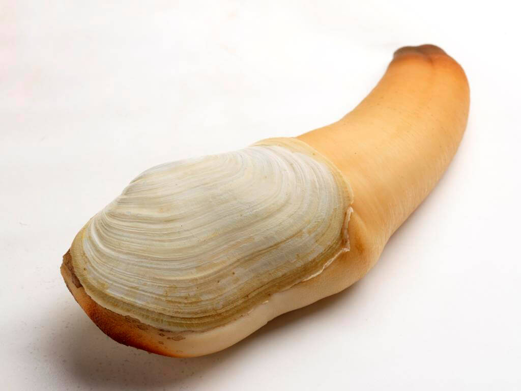Geoduck Price