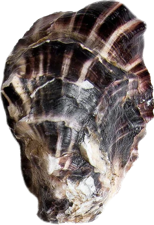 Apex Oyster