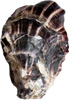 Apex Oyster