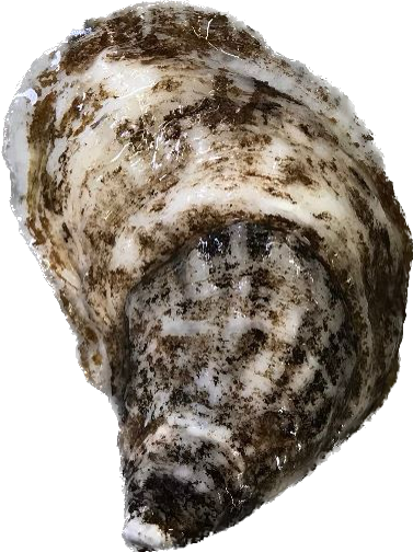 Bijou Oyster - Limited Quantities