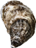 Bijou Oyster - Limited Quantities
