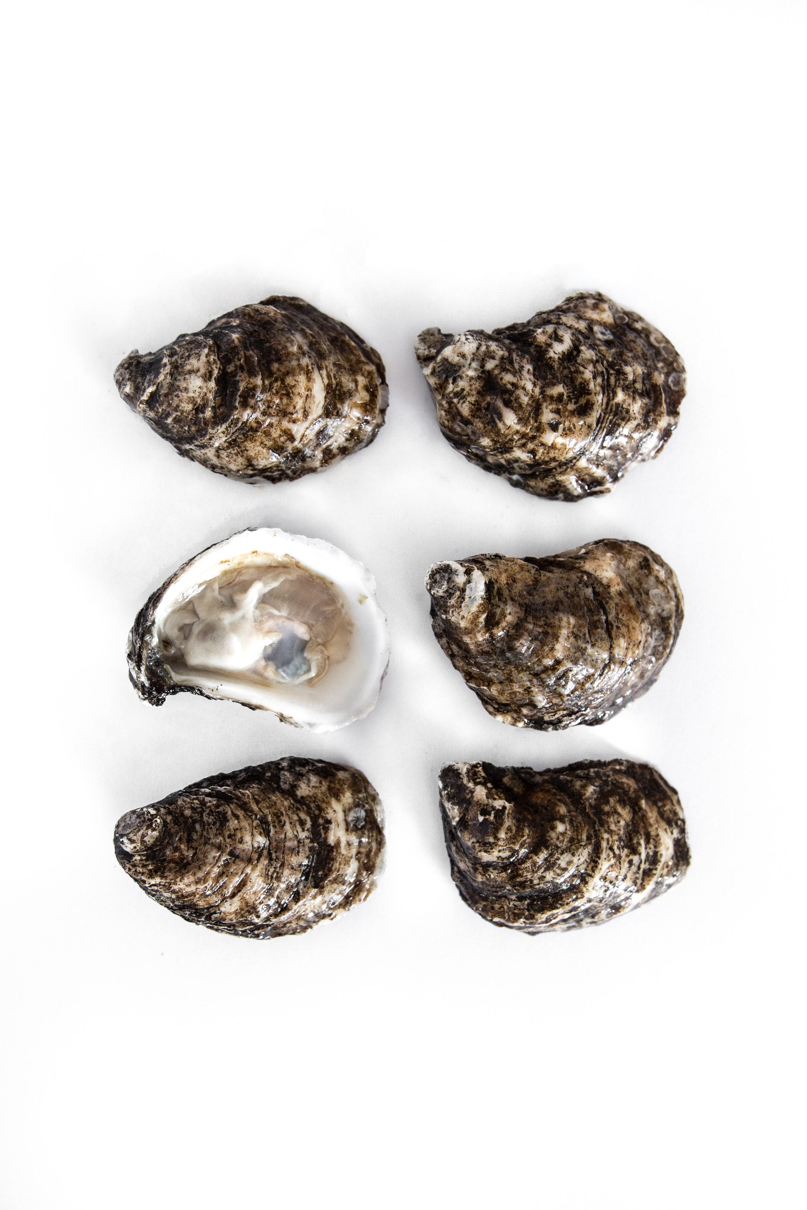 Irish Point Oysters - Available
