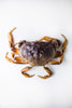 Live Dungeness Crab
