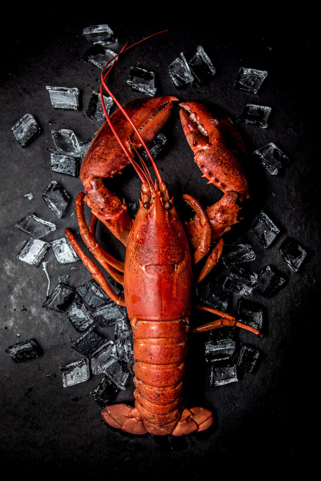 Cooked Atlantic Lobster