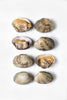 Manila Clams