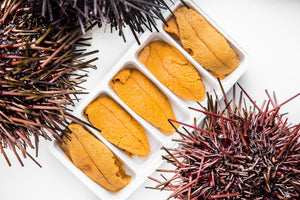 Fresh Sea Urchin Roe
