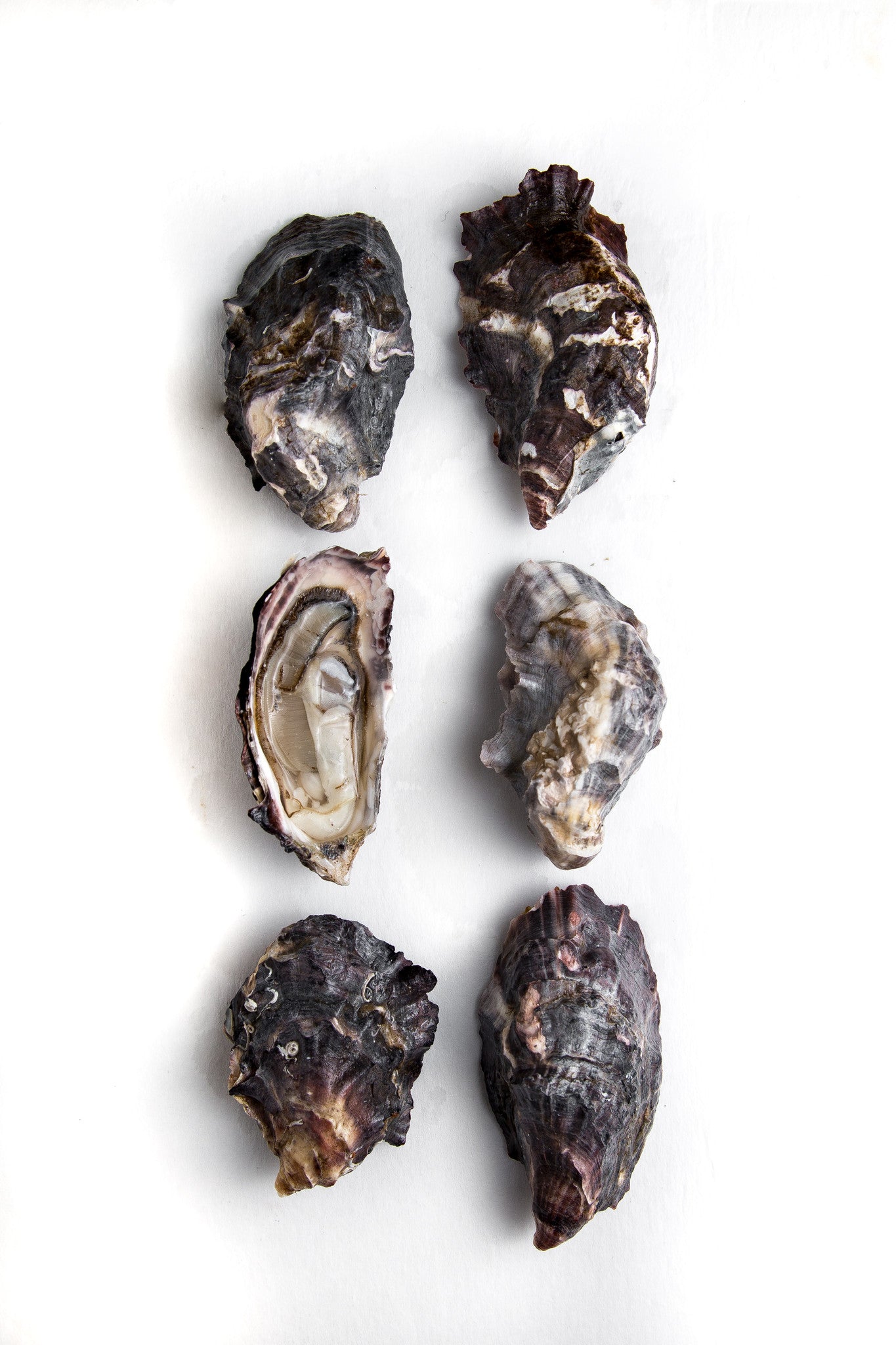 Apex Oyster