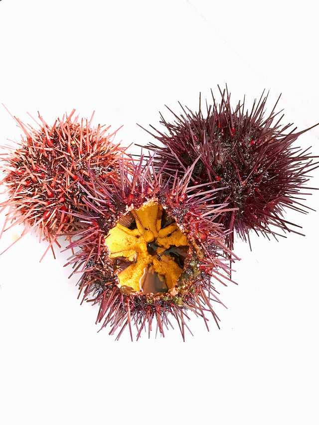 Red Sea Urchin