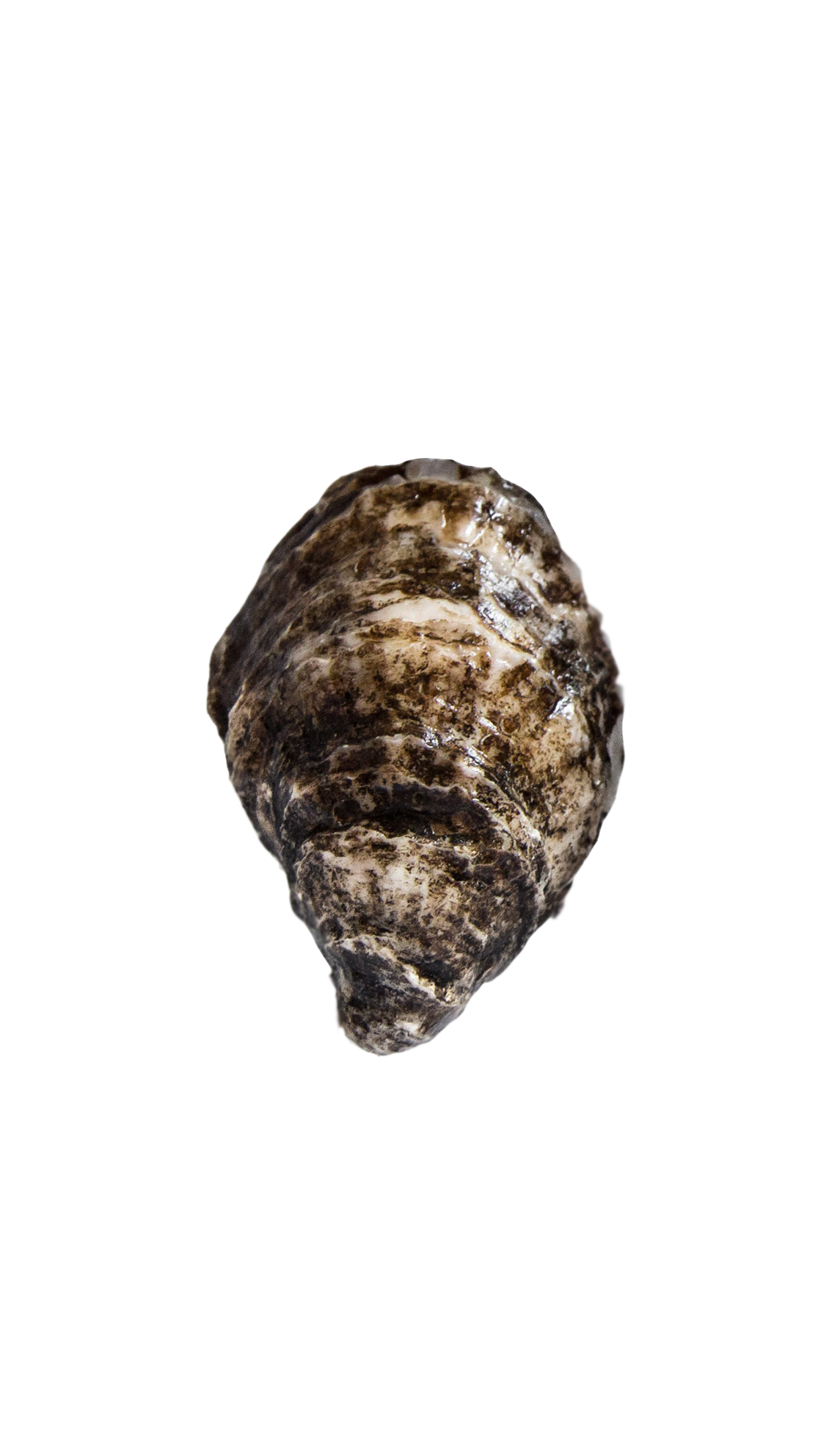 Irish Point Oysters - Available