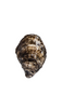 Irish Point Oysters - Available