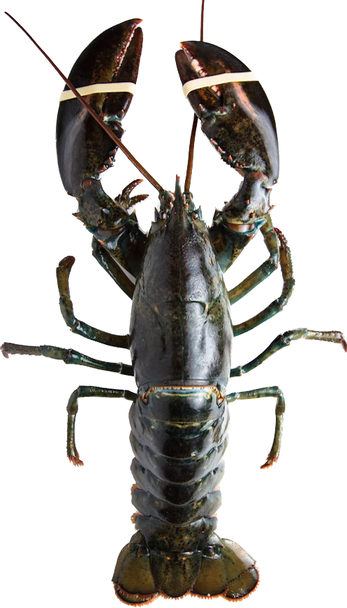 Live Atlantic Lobster
