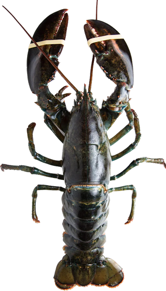 Live Atlantic Lobster