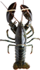 Live Atlantic Lobster