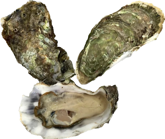 Large Beach/Tray Oyster