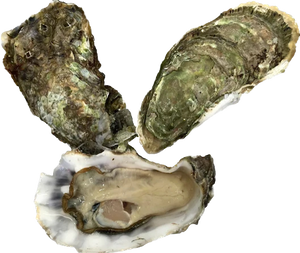 Large Beach Oyster