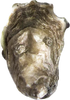 Lighthouse Oyster