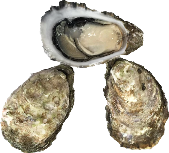 Medium Beach/Tray Oyster - Available