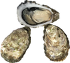 Medium Beach/Tray Oyster - Available