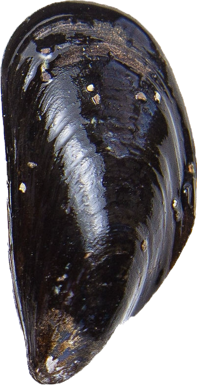 Saltspring Island Mussels