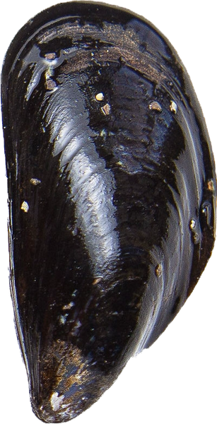 Saltspring Island Mussels