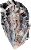 Paradise Oyster