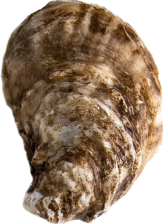 Pink Moon Oyster - Available