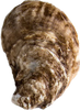 Pink Moon Oyster - Available
